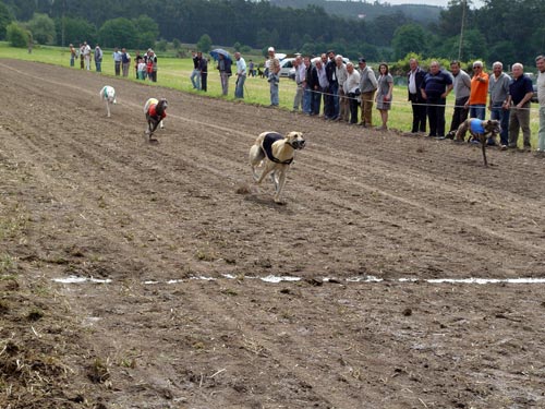 corrida-galgos