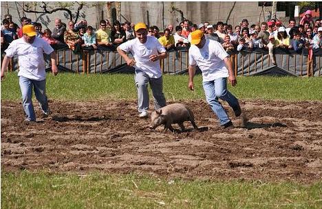 Apanha do Porco