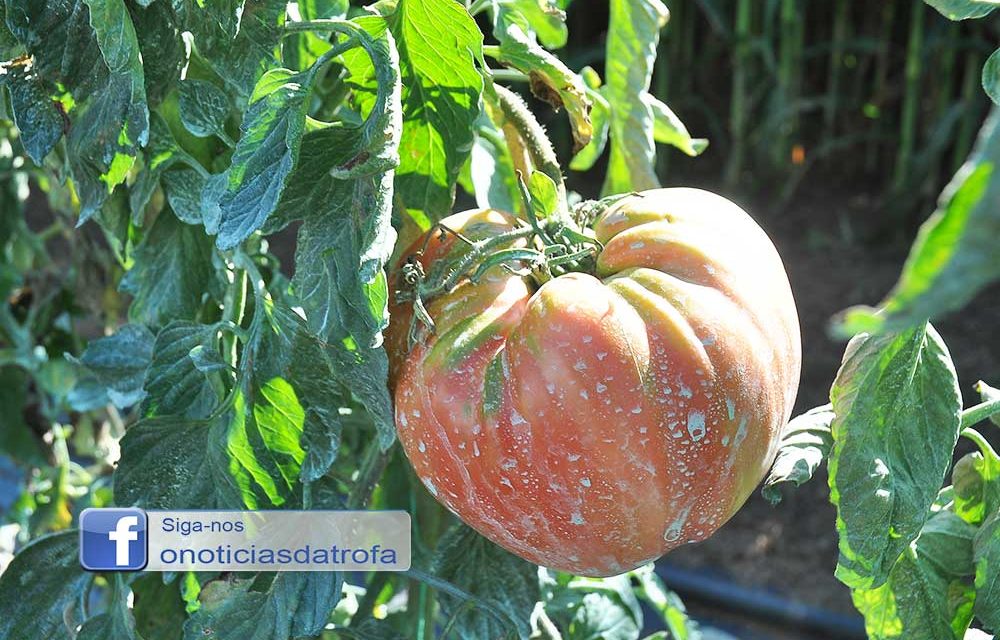 Guidoense com tomates gigantes
