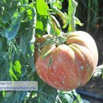 Guidoense com tomates gigantes