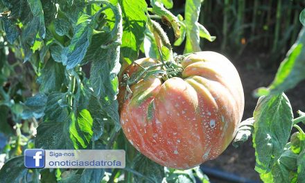 Guidoense com tomates gigantes