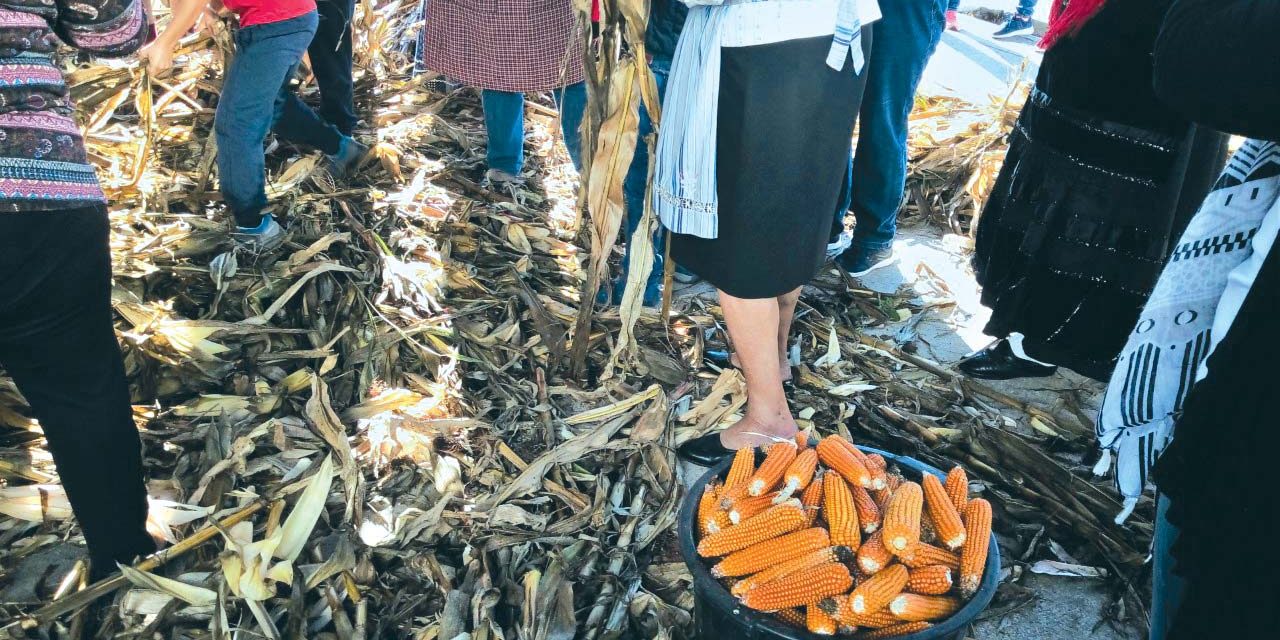 Alunos de Giesta realizam desfolhada