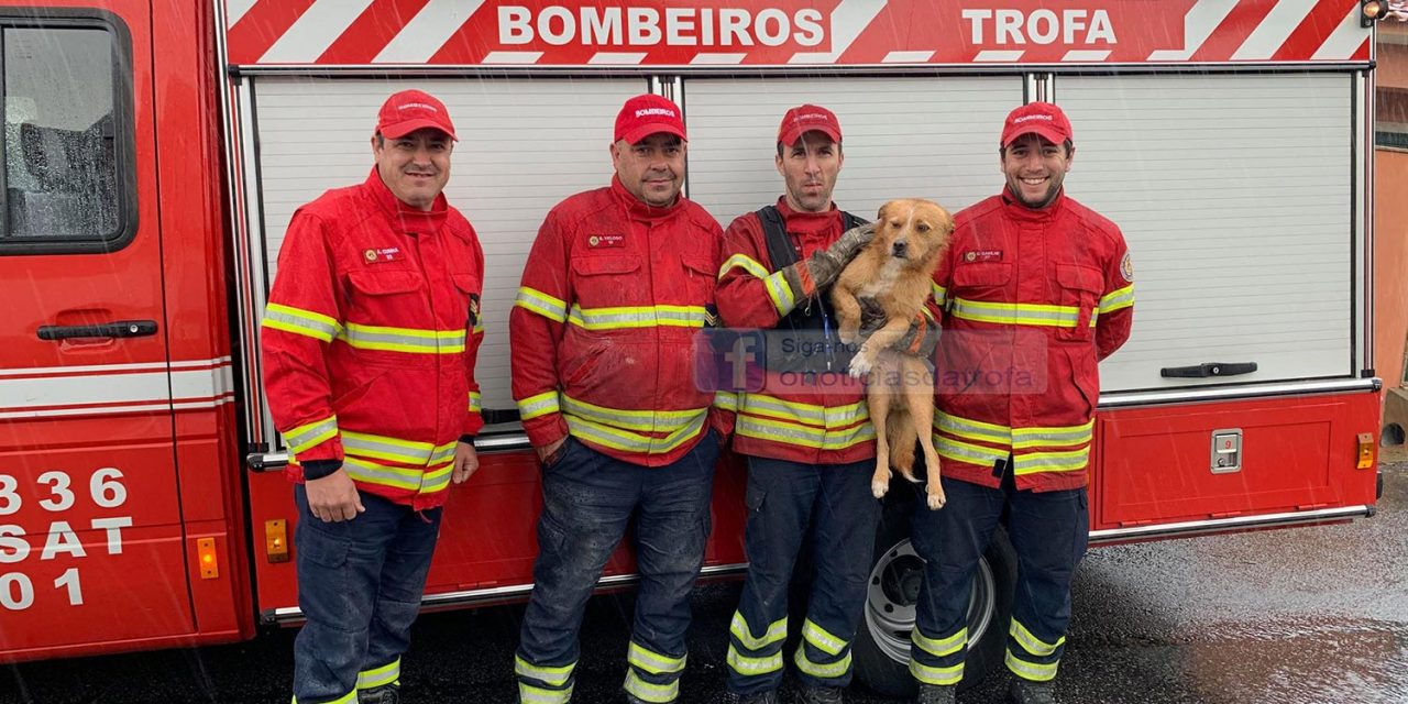 Bombeiros resgatam cão num silvado