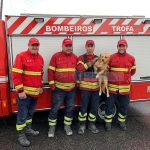 Bombeiros resgatam cão num silvado