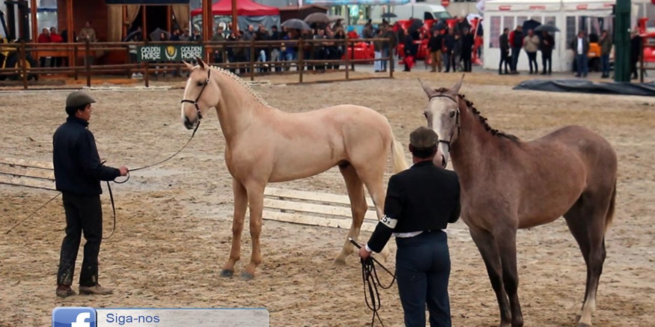 Esperados entre 200 a 250 cavalos na Feira